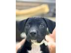 Adopt Lexi a Shepherd, Labrador Retriever