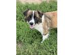 Adopt Poppy a Australian Shepherd, Great Pyrenees