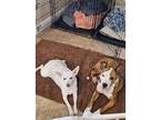 Adopt LUNAIRA a Jack Russell Terrier