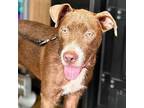 Adopt Bernadette a Boston Terrier