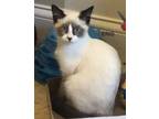Adopt Eris a Siamese