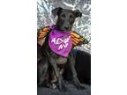 Adopt Erromango a Australian Cattle Dog / Blue Heeler