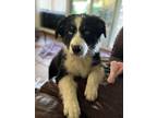 Adopt Shorty a Australian Shepherd