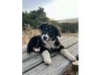Adopt Kona a Australian Shepherd