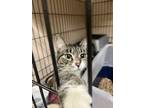 Adopt Tulip a Domestic Short Hair