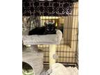 Adopt Dani a Domestic Short Hair