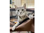Adopt Pixie a Domestic Short Hair