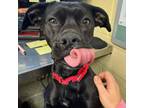 Adopt Jade a Pit Bull Terrier
