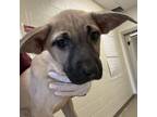 Adopt Thursday a Black Mouth Cur, Mixed Breed