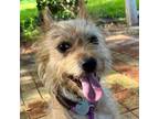 Adopt Kiki Bell a Yorkshire Terrier