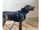 Adopt Venus a Mixed Breed