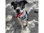 Adopt Minnie a Mixed Breed
