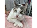 Adopt 0720-c24 a Domestic Short Hair