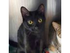 Adopt Belly a Domestic Short Hair