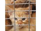 Adopt Crackle a Domestic Short Hair