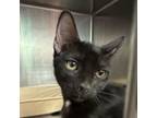 Adopt Moana a Domestic Short Hair