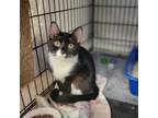 Adopt Lola a Domestic Short Hair
