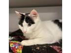 Adopt Gemma a Domestic Short Hair