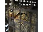Adopt Feral Cheryl a Domestic Short Hair