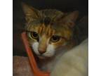 Adopt Sherry a Domestic Short Hair