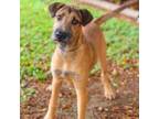 Adopt Buffay 24-07-137 a Schnauzer, Labrador Retriever