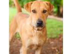 Adopt Phoebe 24-07-137 a Schnauzer, Labrador Retriever