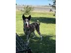 Adopt Blondie a Siberian Husky, Mixed Breed