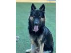Adopt Iliana a German Shepherd Dog, Mixed Breed