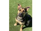 Adopt Daisy May a Shepherd, Mixed Breed