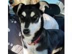 Adopt Onyx Puppy a Border Collie