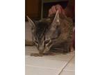 Adopt Lucy a Domestic Short Hair