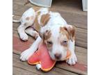 Adopt Blu a Cattle Dog, Pit Bull Terrier