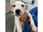 Adopt Spot a Pit Bull Terrier