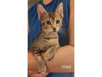 Adopt Violet a Domestic Short Hair