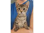 Adopt Daizy a Domestic Short Hair