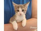 Adopt Cheeze a Domestic Short Hair