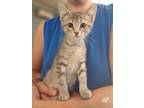 Adopt QP a Domestic Short Hair