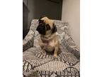 Adopt Cupcake a Pug