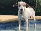 Adopt Addie a English Pointer, Husky