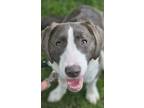 Adopt Kali a Beagle, Border Collie