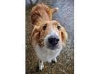 Adopt Whiskey a Collie, Mixed Breed
