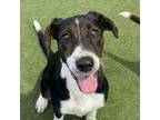 Adopt Frankie a Siberian Husky, Hound