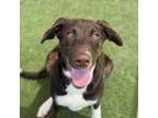 Adopt Coco a Siberian Husky, Hound