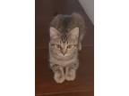 Adopt Amelia a Tabby, Domestic Short Hair