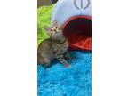 Adopt Astrid a Tabby, Domestic Short Hair