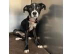 Adopt Cassidy a Mixed Breed
