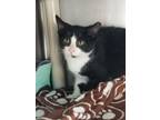 Adopt Jessie a Domestic Short Hair