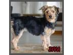 Adopt Ziva a Yorkshire Terrier