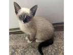 Adopt Tink a Siamese, Domestic Short Hair