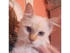 Adopt Stevie Ray a Domestic Long Hair